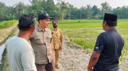 Sawah Kekeringan di 12 Desa , MAPEL Desak  Bupati Copot Kadis Pertanian Batu Bara