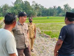 Sawah Kekeringan di 12 Desa , MAPEL Desak  Bupati Copot Kadis Pertanian Batu Bara