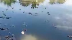 Diduga Tercemar Limbah, Ribuan Ikan Mati di Deli Serdang, Kinerja DLH Dipertanyakan