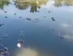Diduga Tercemar Limbah, Ribuan Ikan Mati di Deli Serdang, Kinerja DLH Dipertanyakan